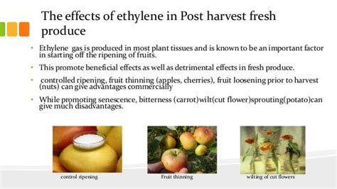 The Role Of Ethylene In Post Harvest Biology