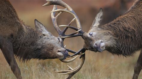 Photos Deer Horns Two Fight Animals 1920x1080