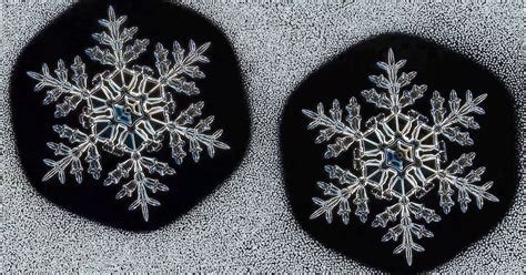 Who Ever Said No Two Snowflakes Were Alike The New York