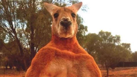 Roger The Ripped Kangaroo Who Went Viral Has Died The West Australian