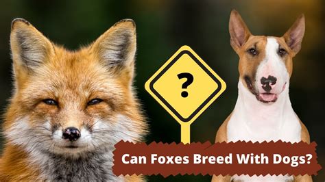 Can Foxes Breed With Dogs The Complete Answer Youtube