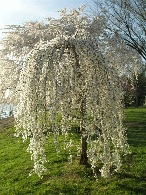 Pruning A Weeping Cherry Tree How To Trim Weeping Cherry