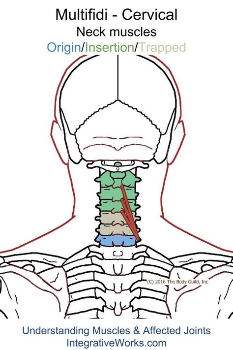 Understanding Trigger Points Pain At The Base Of The Head And Under