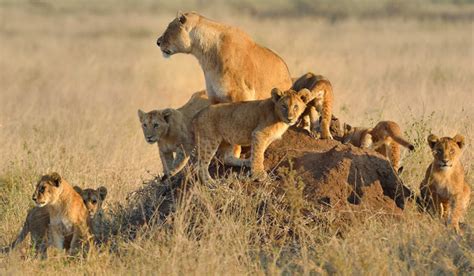 Poacher Mauled To Death And Eaten By Pride Of Lions He Was Hunting