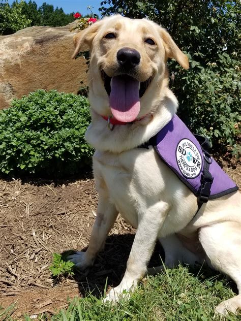 How do emotional service dogs help their owners? Service Dogs by Warren Retrievers Delivers Diabetic Alert ...