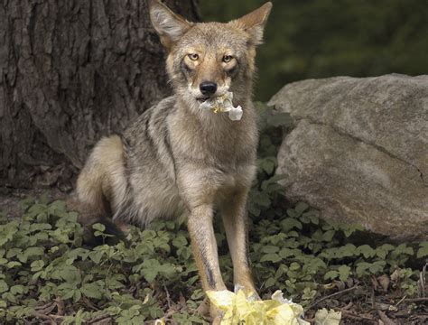 Fairfielders Warned Coyotes Here To Stay Learn To Live With Them