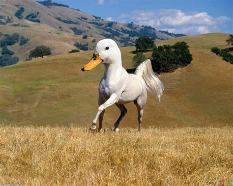 Download Funny Goose Head On Horse Wallpaper