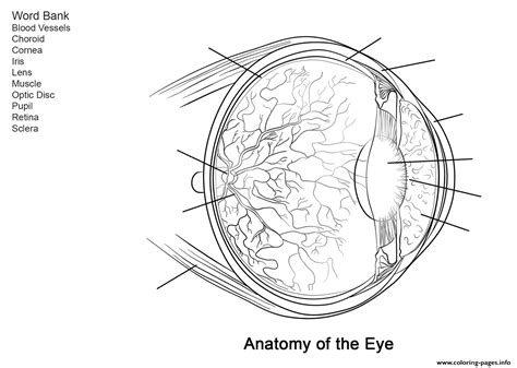 Human Eye Anatomy Worksheet Coloring Pages Printable
