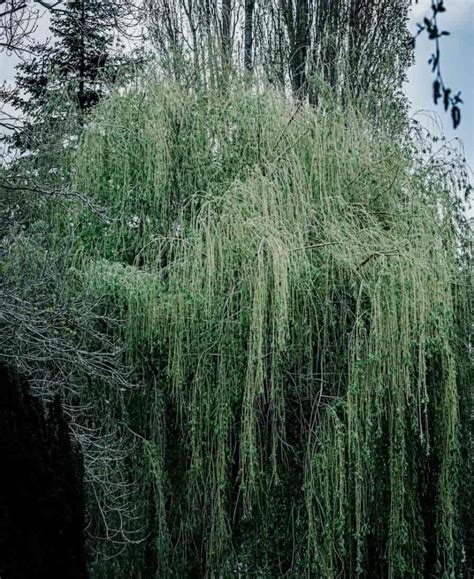 spiritual meaning of willow tree symbolism and meanings