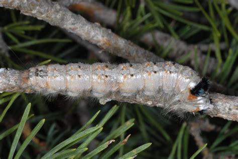 european lepidoptera and their ecology dendrolimus pini