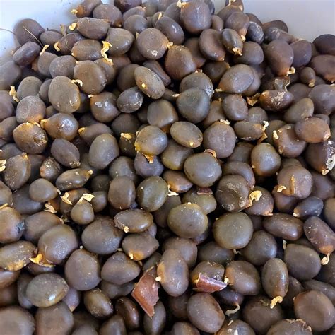 Kentucky Coffee Tree Seeds Gymnocladus Dioicus Etsy