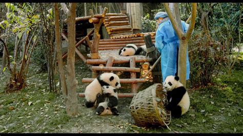 Pandas Tv Spot Mission 2018