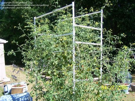 Tomatoes And Peppers Pvc Mater Cages Still Hanging In There 1 By Kingedking