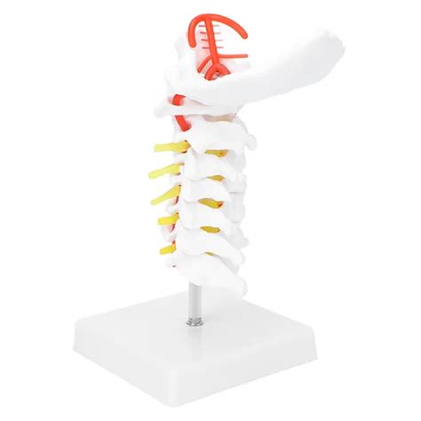 CERVICAL VERTEBRA MODEL Arteria Spine Spinal Nerves Anatomical Model For Sci Kfa EUR