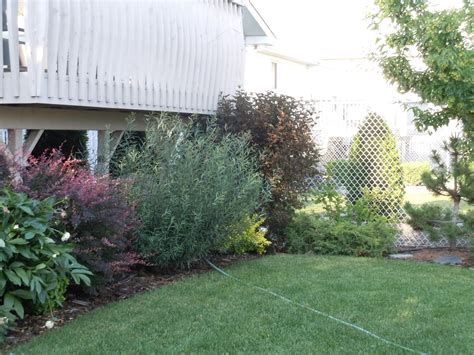Check spelling or type a new query. LIVING THE GARDENING LIFE: 33 Celsius and Brown-outs
