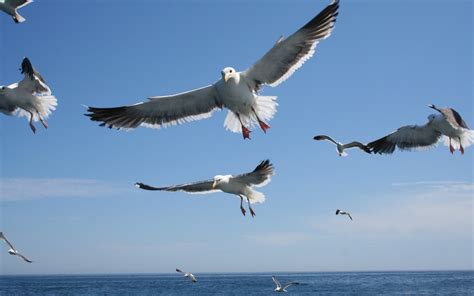 Birds Sky With Seagulls In Flight Desktop Wallpaper H