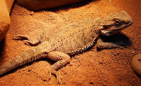 Bearded Dragon Pet Guide 5 Reasons They May Be Right For You