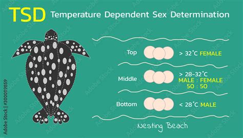 Temperature Dependent Sex Determination Tsd Of Sea Turtles Vector
