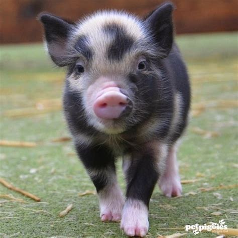Image Result For Micro Pigs For Sale Pet Pigs Cute Baby Animals