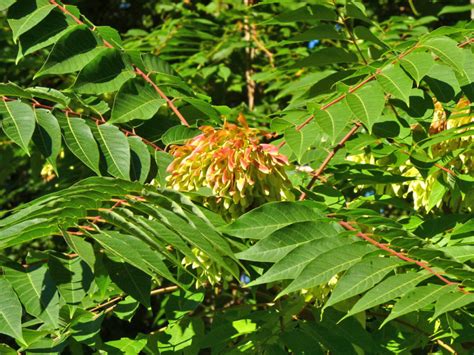 Invasive Tree of Heaven - West Multnomah Soil & Water Conservation District