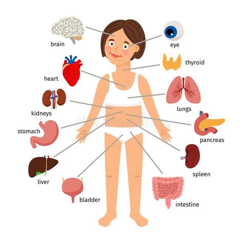 Imagine that you are in an english speaking country and you need to see a doctor, for example. Internal Human Organs, Woman Stock Illustration - Illustration of lung, heart: 18138494