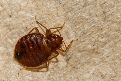 Bedbug Infestation Bedbug Information