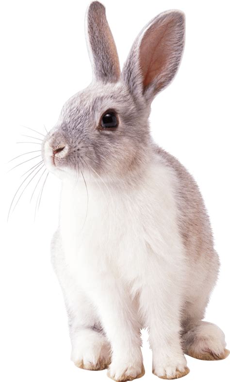 White Rabbit Png Image For Free Download