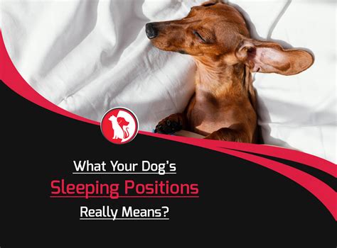 Experts Explain What Your Dog Sleeping Positions Really Means