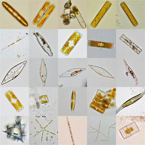 Diatomsfrustule Silica Glass Shell Fucoxanthin Brownish Color