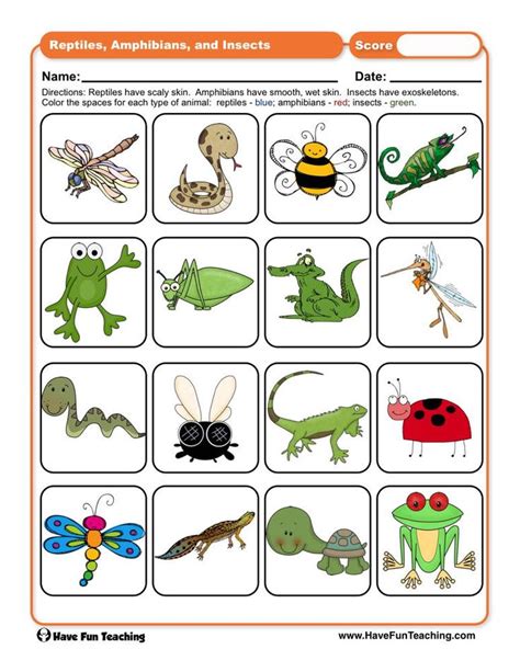 Reptiles Amphibians And Insects Worksheet Have Fun Teaching