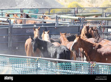 blmnevada 8051910863 Antelope & Antelope Valley HMA horse gather