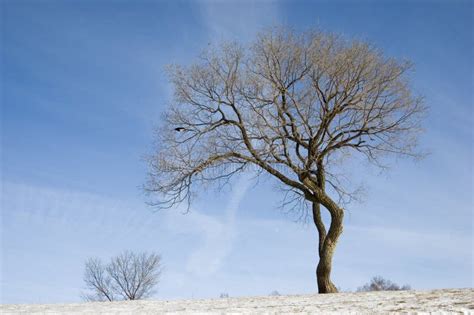 A Tree Without Leaves Stock Photo Image Of Serenity Tourist 7649982