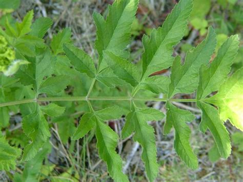 Pastinaca Sativa Var Sylvestris Wild Parsnip Apiaceae Images