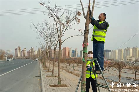 甘谷：初春催新绿 植树正当时图 天水在线