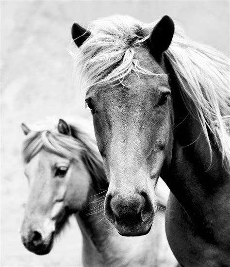 Wild Horses Photography Print Black And White Horse