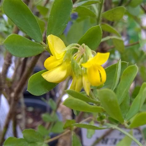 Coronilla Valentina Subsp Glauca Syn Coronilla Glauca Glaucous