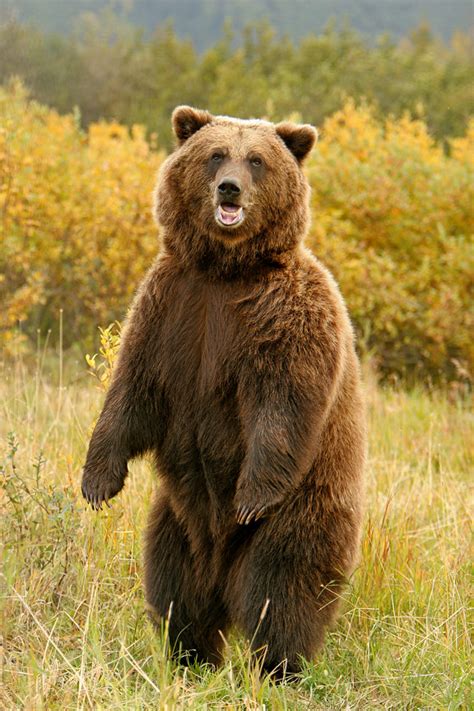 See full list on polarbearfacts.net Brown Bear Standing Tall. | Weather is very rainy with ...