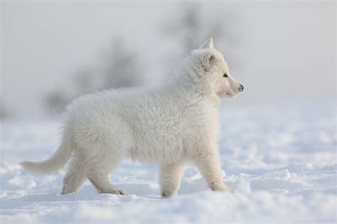 Arctic Wolf Baby Snow Wolf Arctic Wolf Wolf Puppy