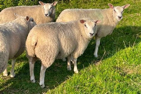 40 Texel Beltex Cross Breeding Ewes Lambs Sellmylivestock The