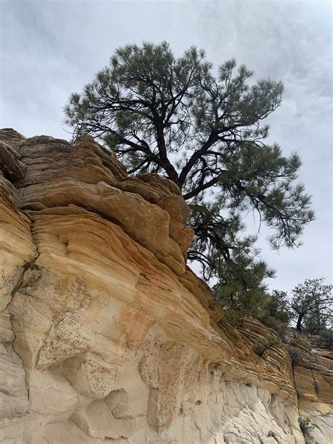 Pinyon Pine Tree Outside Of Escalante Utah 3024 X 4032 Oc R