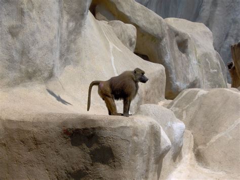 50 Escaped Baboons Shut Down A Paris Zoo Atlas Obscura