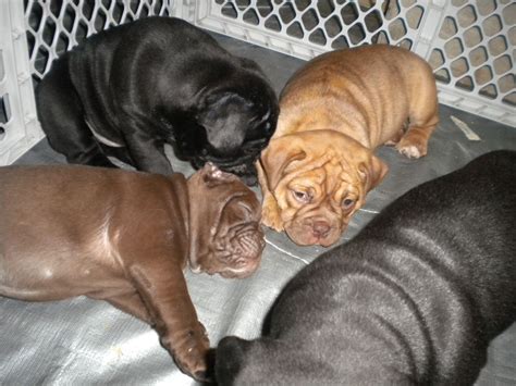 We have colors ranging from, grey, fawn, merle, cream, white and black brindle, pied english bulldog puppies for sale, love starts with a wet nose and ends with a tail. For Sale Beautiful Olde English Bulldogge puppies, Black ...
