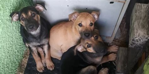 Filhotes De Cachorro Abandonados Dentro De Manilha S O Resgatados V Deo