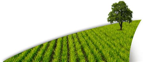 Crops Clipart Paddy Crops Paddy Transparent Free For Download On