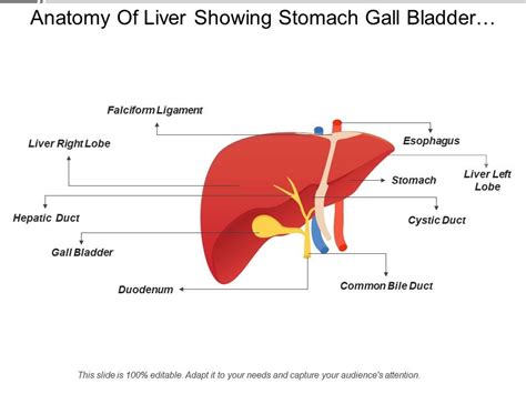 Anatomy Of Liver Showing Stomach Gall Bladder Light Right Lobe Powerpoint Slide Images Ppt