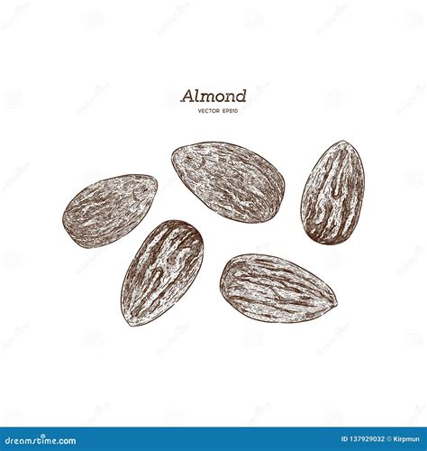 Ink Sketch Of Almond Hand Drawn Vector Illustration Stock Vector