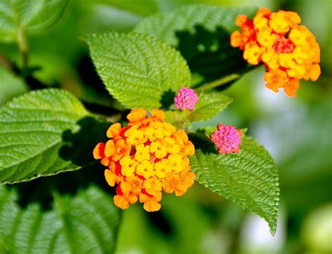 Sebagai bonus tambahan pokok bunga tahi ayam juga dikatakan dapat menghalau nyamuk! Kaki Bengkak Atau Terseliuh! Apa Nak Buat? - Petua Sejagat