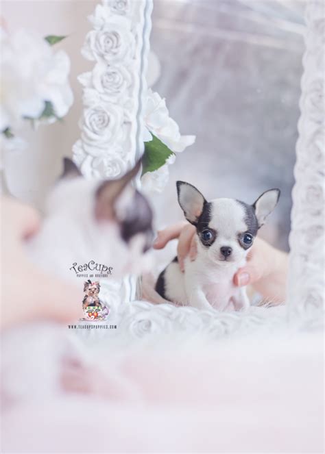 Teacup Chihuahuas For Sale Teacup Puppies And Boutique