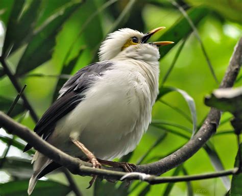 Burung cendrawasih merupakan spesies burung yang berasal dari keluarga paradisaeidae. Download Gambar Burung Cendrawasih | Pickini