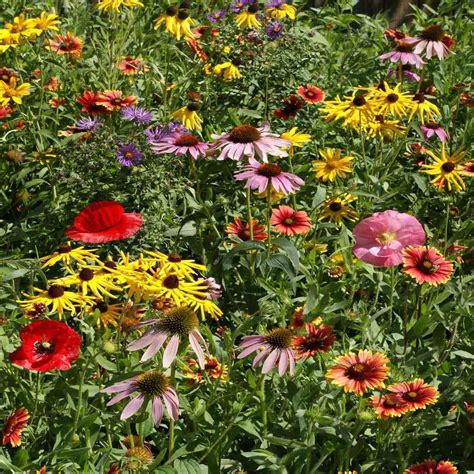 Midwest Wildflower Seed Mix From Outsidepride